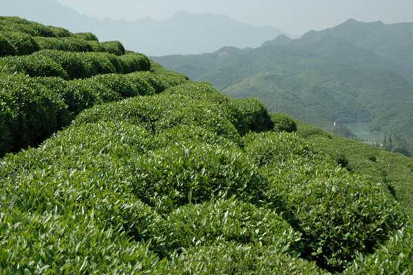 茶叶中的茶多酚