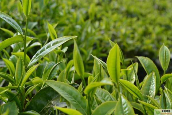 看茶叶的形状